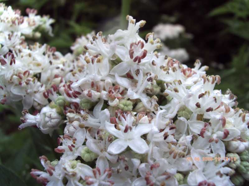 Sambucus ebulus